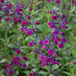 Salvia x jamensis Violette de Loire  'barsal'